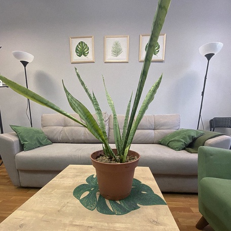 "Амстердам" (СПб, Казанская 7Б)